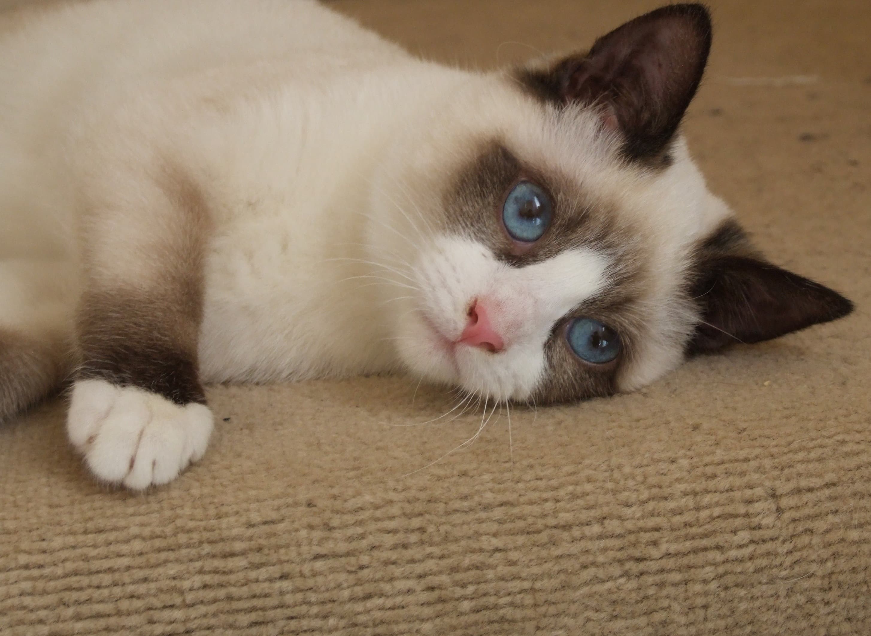 Snowshoe