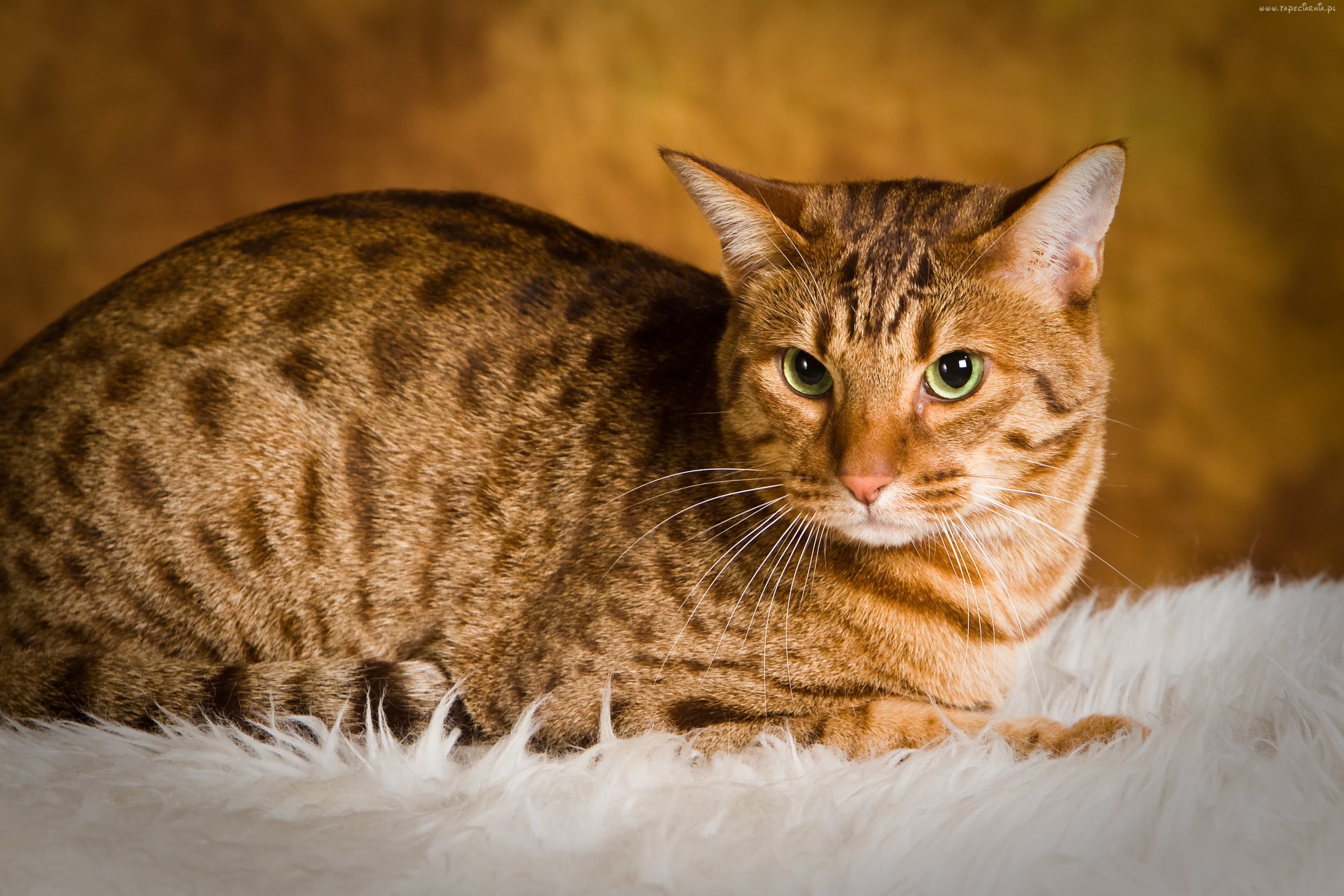 Ocicat