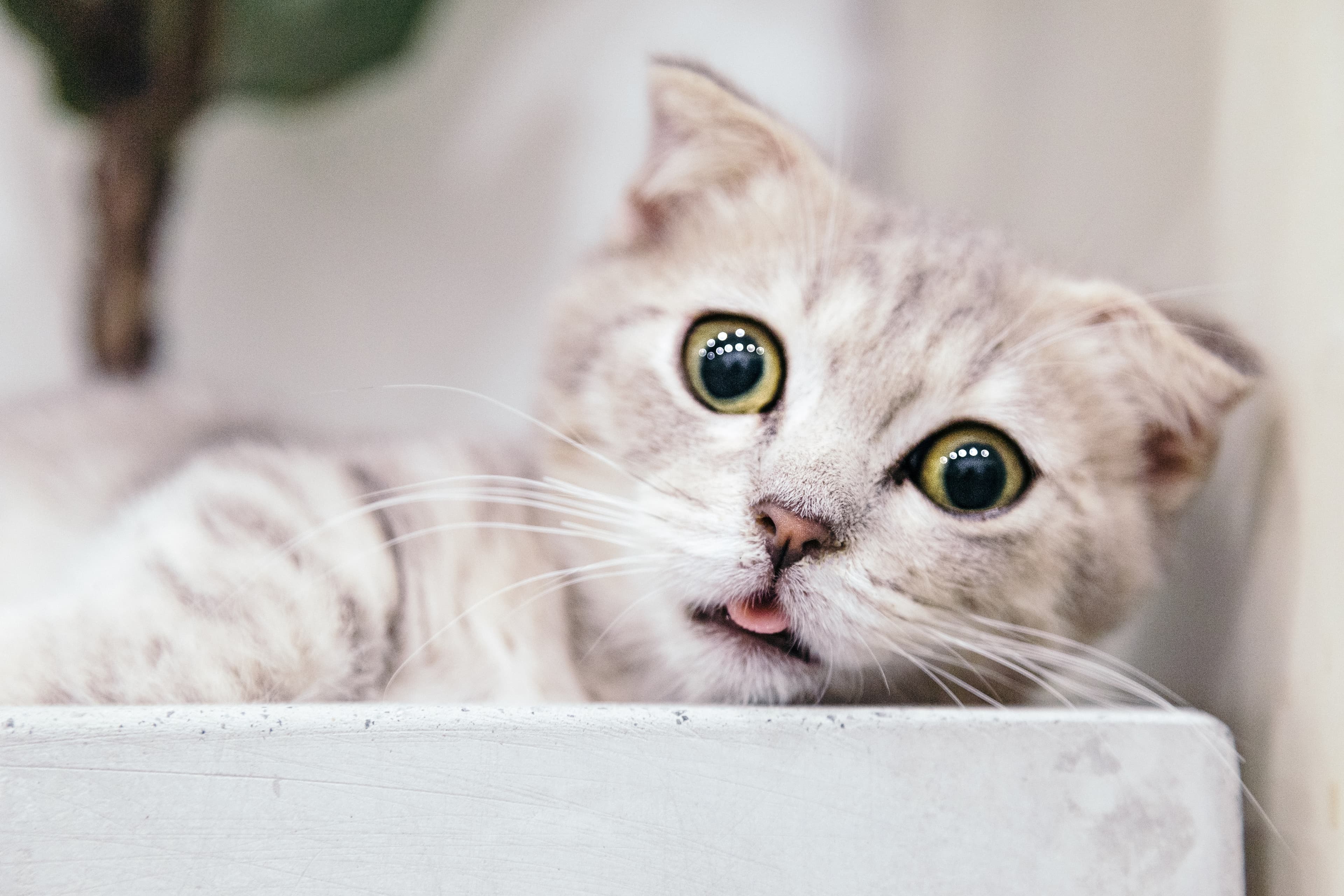 Siberian