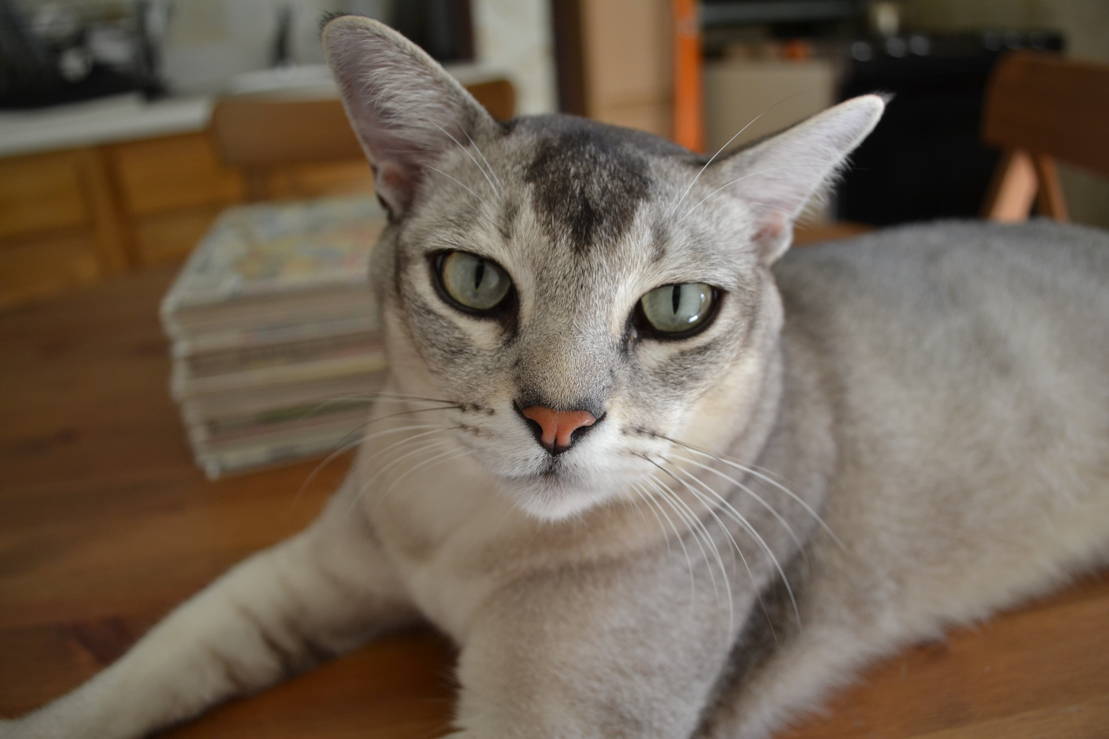Burmilla