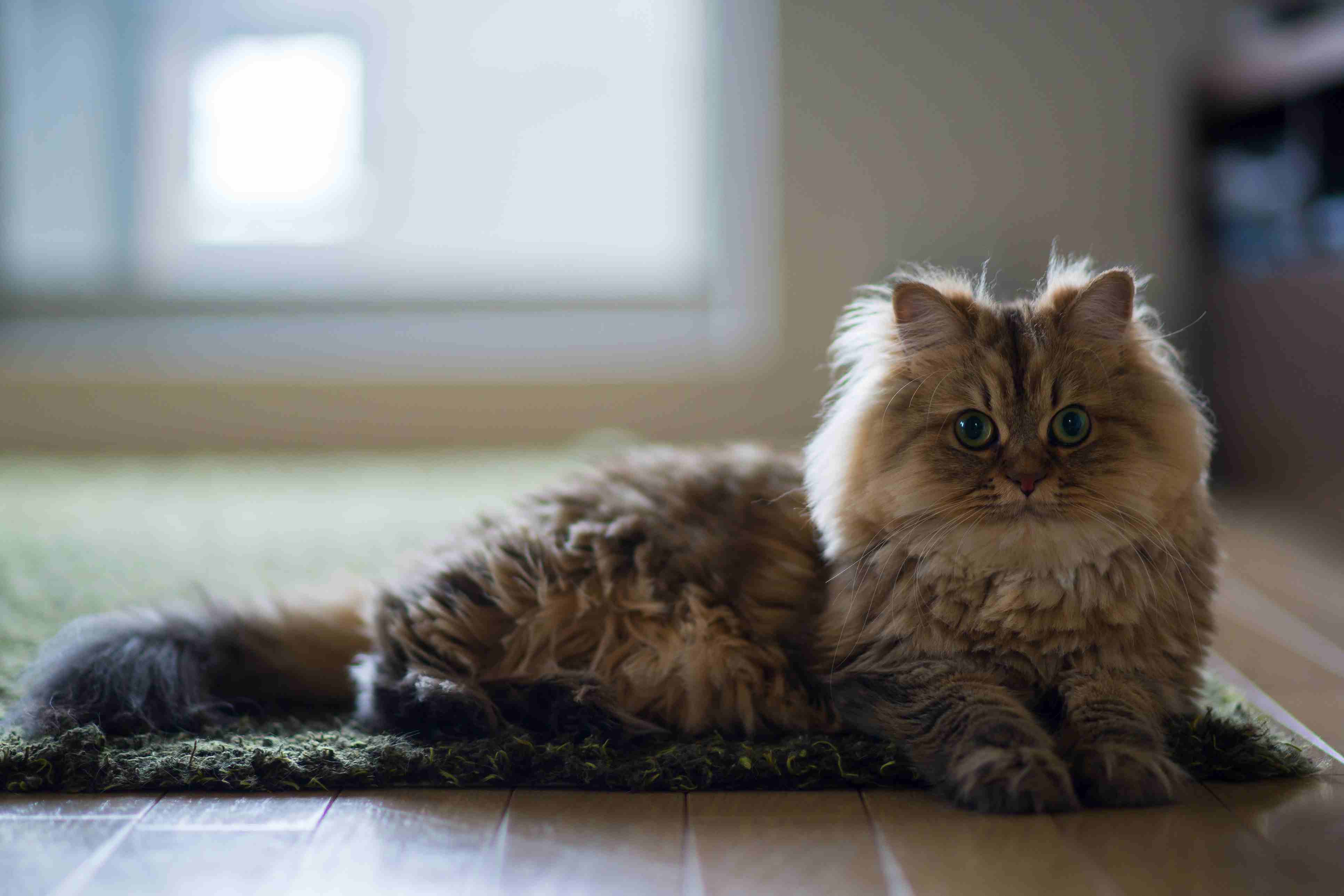 Persian
