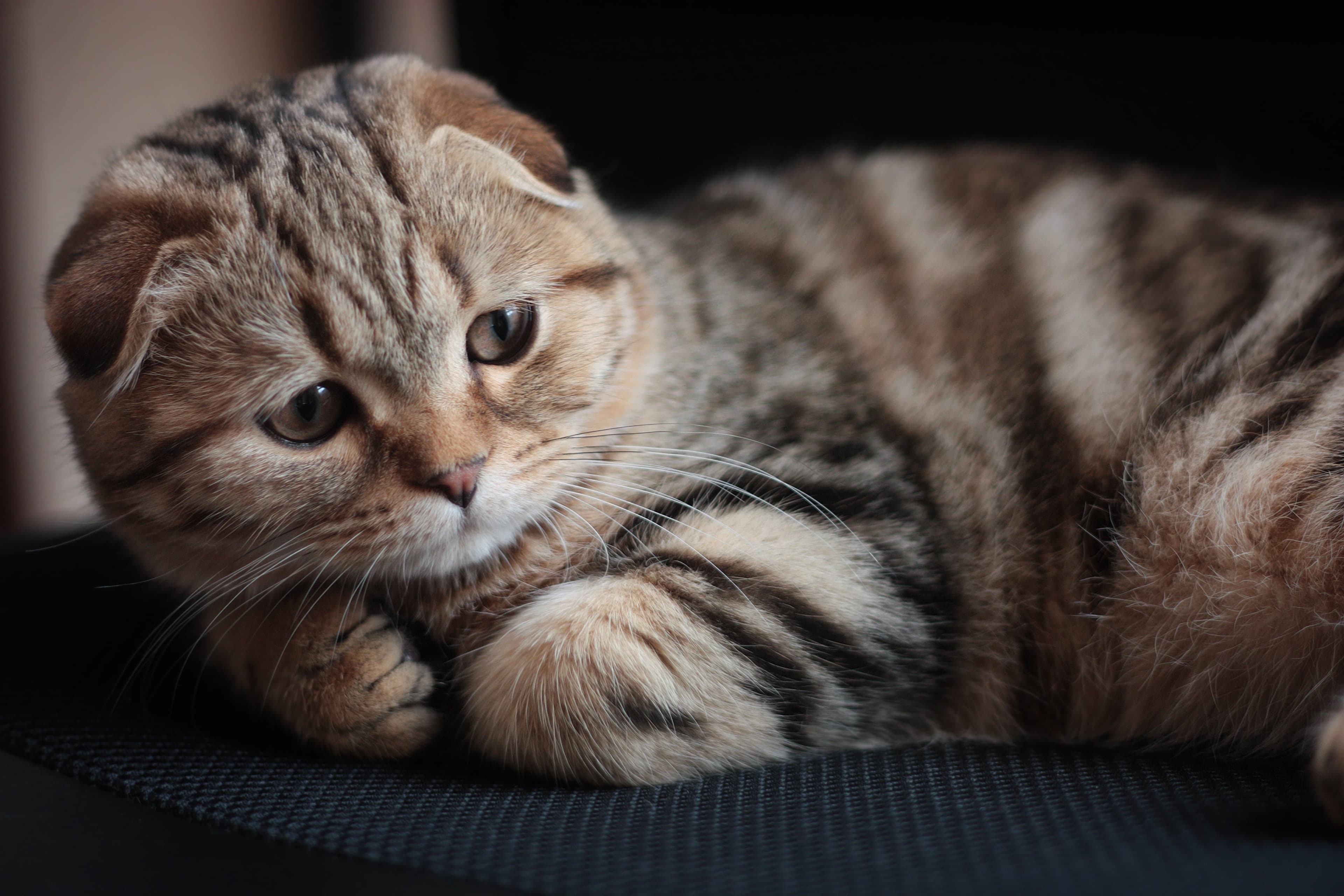 Scottish Fold
