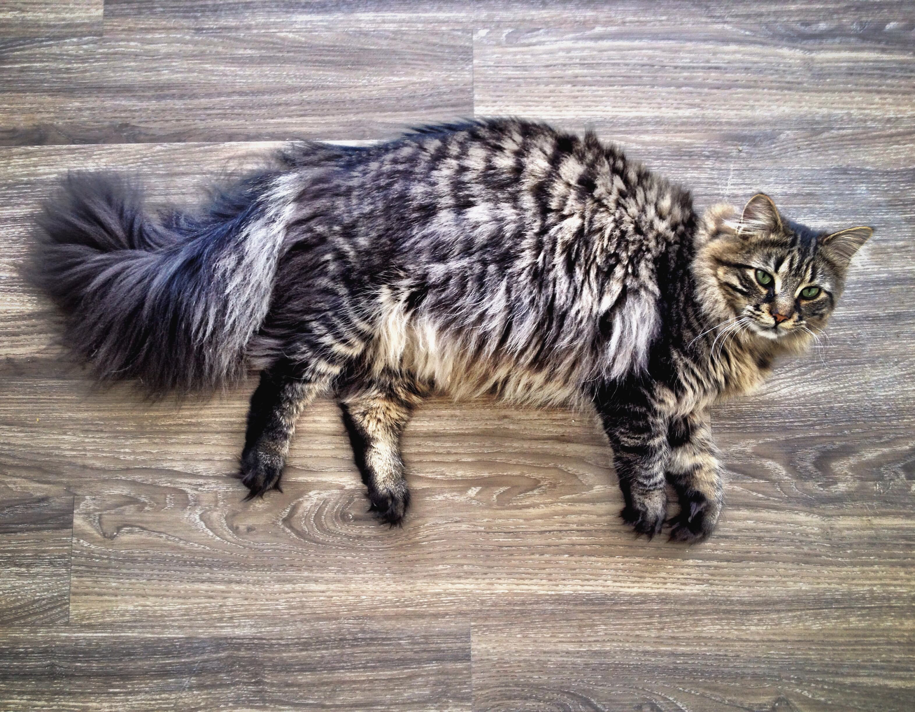 Maine Coon