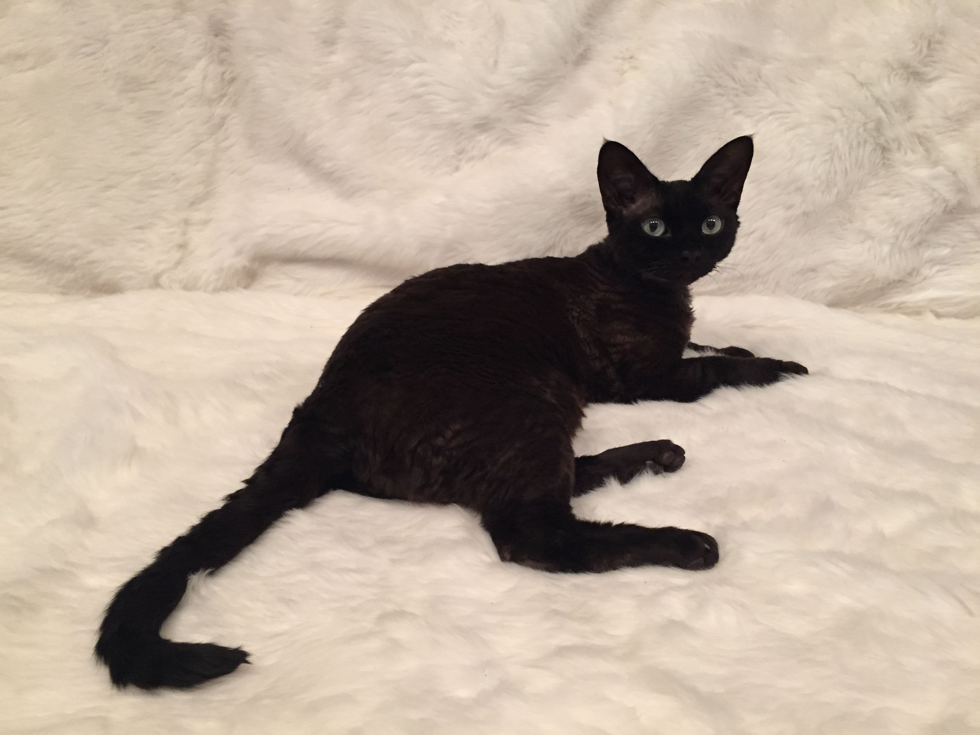 Devon Rex