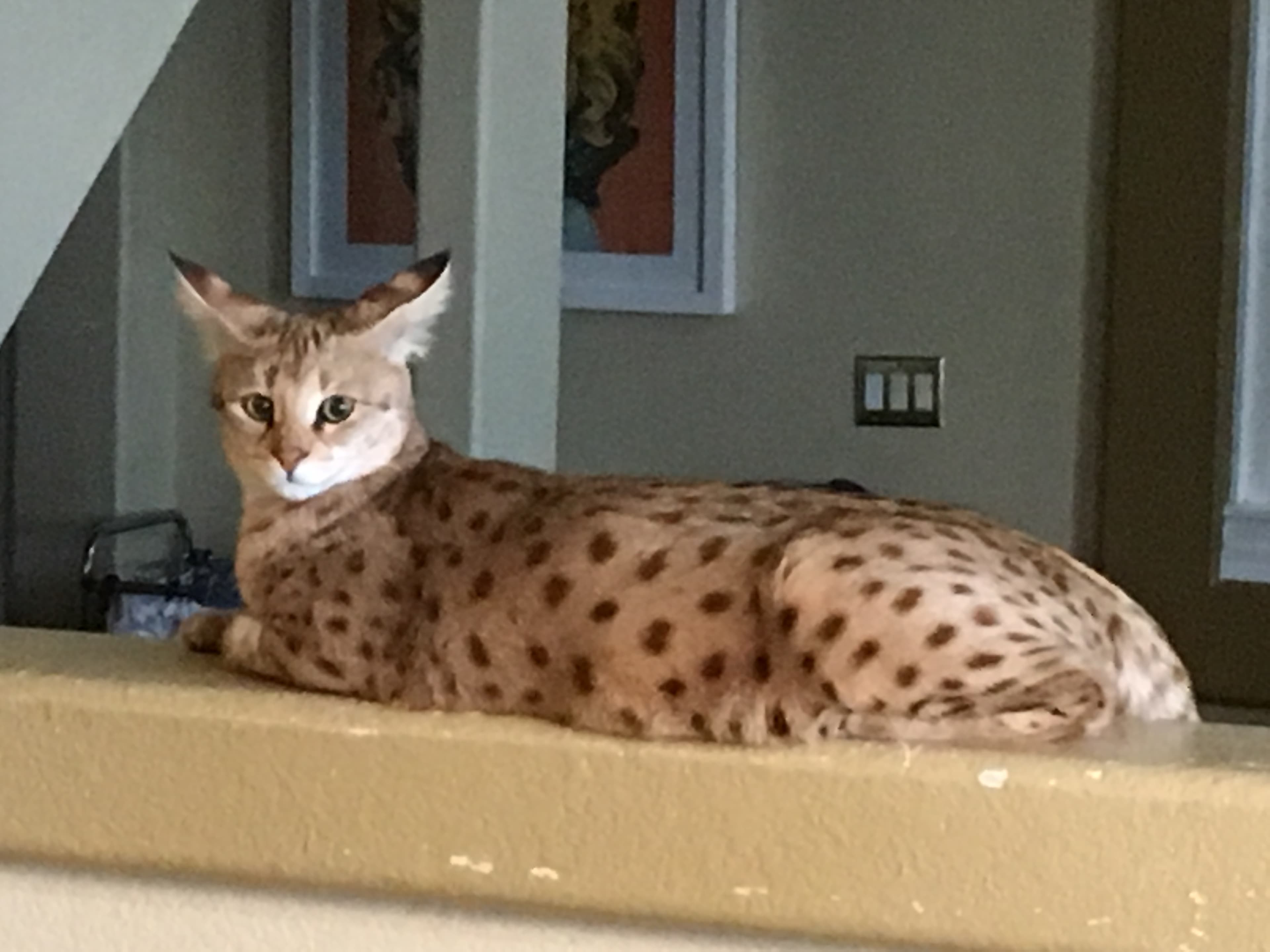 Savannah